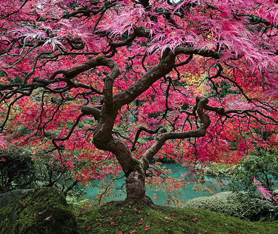 Tree of Dreams copy