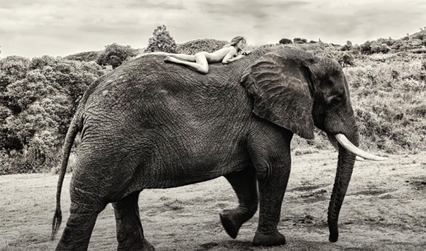 elephant