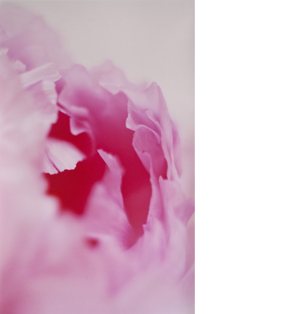 Chung-Ping-Cheng-The-Peony17-Chromogenic-print-48x30 Chung Ping Cheng The Peony17 Chromogenic print 48x30 1